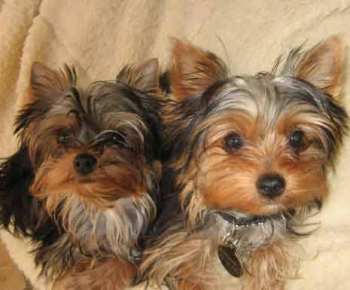 Yorkie puppies