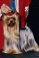 Champion Yorkshire Terrier