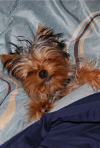 yorkie puppy